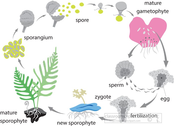 life-cycle-of-a-fern-gray-color.jpg