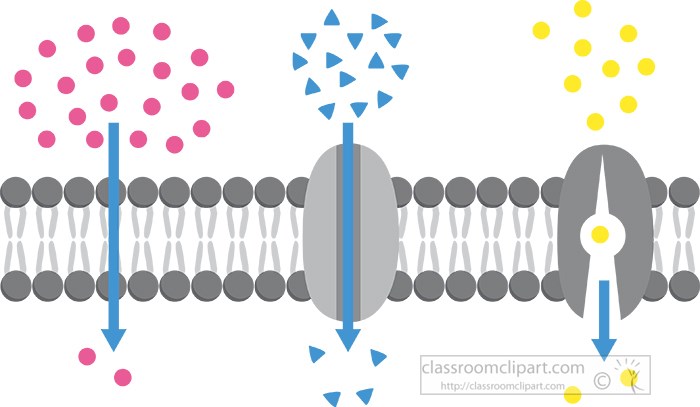 passive-transport-of-molecules-across-cell-membrane-gray-color.jpg