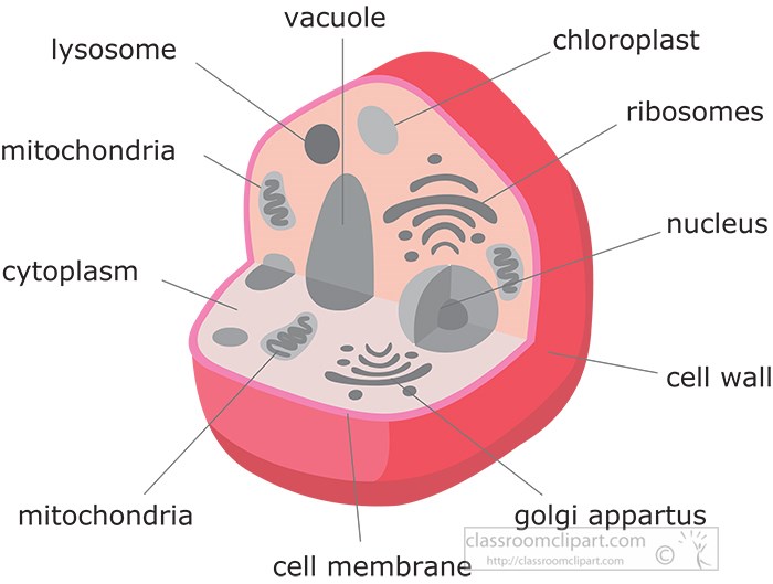 plant-cell-structure-gray-color.jpg