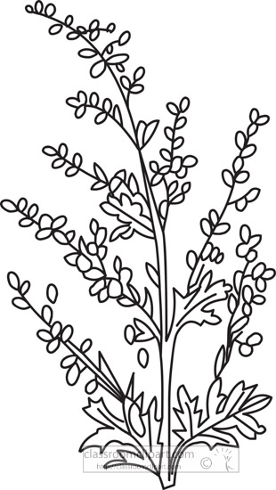 absinthe-herb-black-white-outline-clipart.jpg