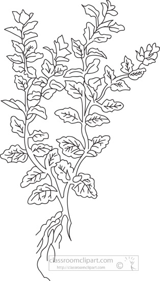 balm-herb-black-white-outline-clipart.jpg