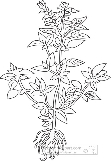 black-white-clipart-of-the-herb-basal.jpg
