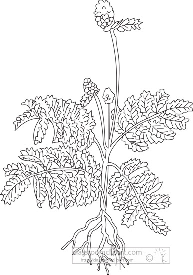 burnet-herb-black-white-outline-clipart.jpg