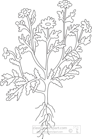 camomile-herb-black-white-outline-clipart.jpg