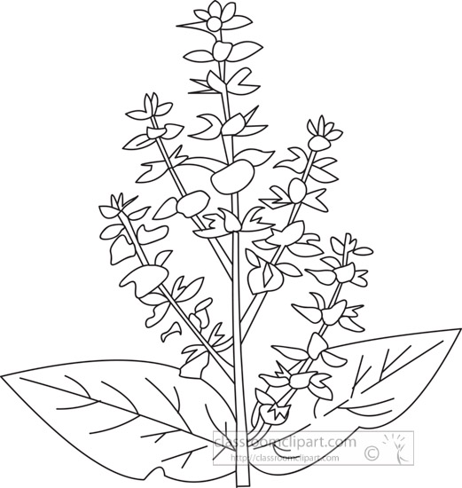 clary-herb-black-white-outline-clipart.jpg