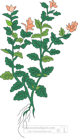 clipart-of-the-herb-balm.jpg