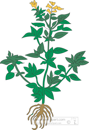clipart-of-the-herb-basil.jpg