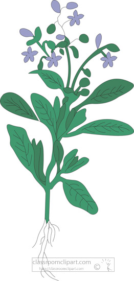 clipart-of-the-herb-borage.jpg