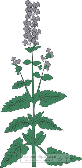 clipart-of-the-herb-camint.jpg