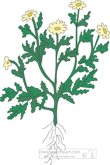 clipart-of-the-herb-camomile.jpg
