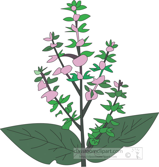 clipart-of-the-herb-clary.jpg