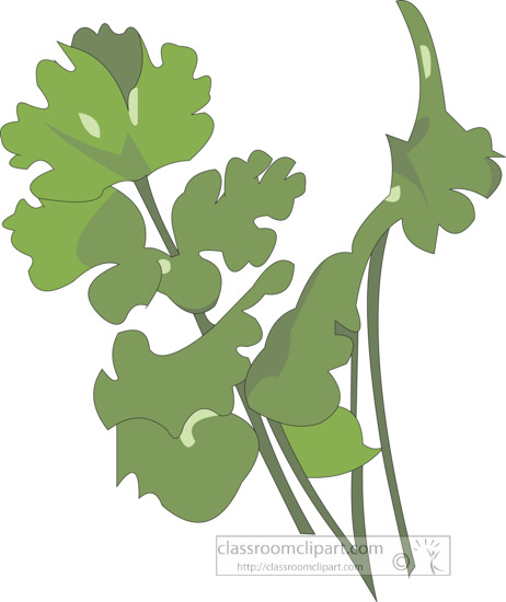 clipart-of-the-herb-coriander.jpg