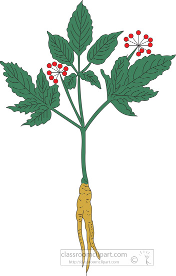 clipart-of-the-herb-ginseng.jpg