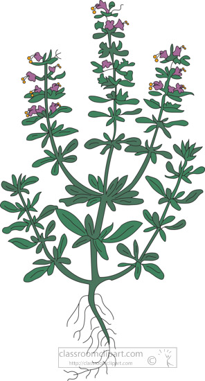 clipart-of-the-herb-hyssop.jpg