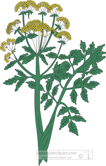 clipart-of-the-herb-loveage.jpg
