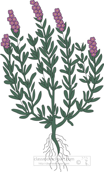 clipart-of-the-herb-rosemary.jpg
