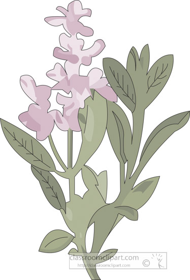 clipart-of-the-herb-sage.jpg