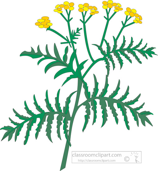 clipart-of-the-herb-tansy.jpg