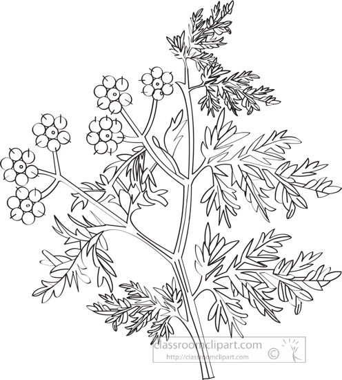 coriander-herb-black-white-outline-clipart.jpg