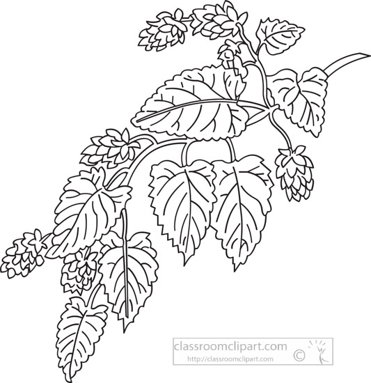 hops-herb-black-white-outline-clipart.jpg