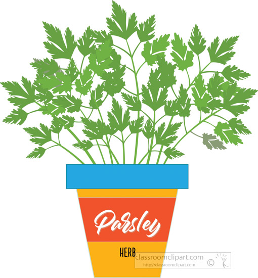 parsley-growing-in-planter-herb-clipart-2318A.jpg