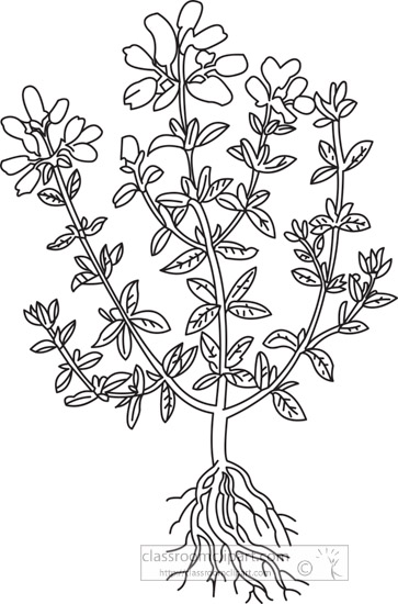 sweetmarjoram-herb-black-white-outline-clipart.jpg