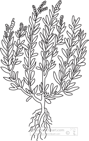 tarragon-herb-black-white-outline-clipart.jpg
