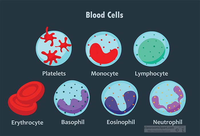 red-white-blood-cells-set-science-clipart.jpg