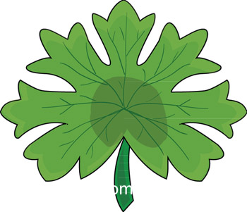 compound-pinnate-leaf.jpg