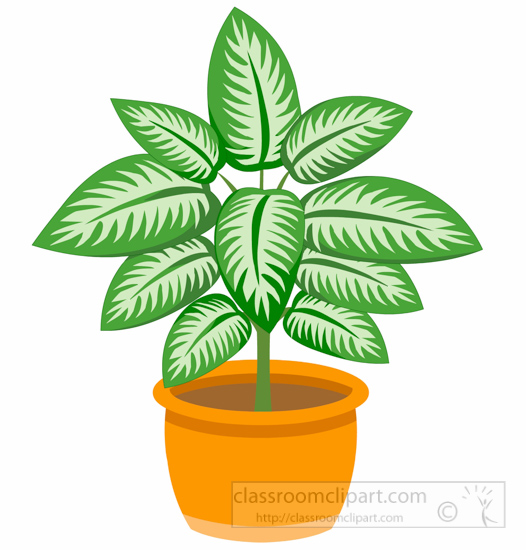 dieffenbachia-plant--n-planter-clipart.jpg