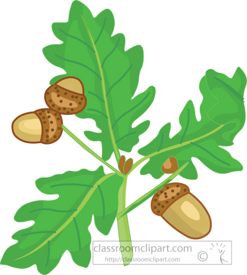 green-oak-leaf-with-acorns-clipart-131109.jpg
