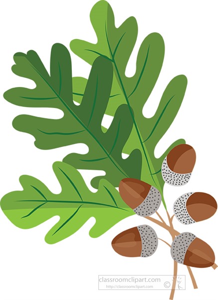 oak-tree-leaves-with-acorns-clipart.jpg