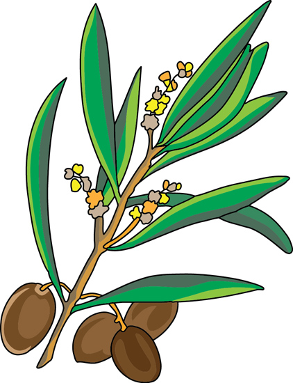 olives-on-branch-with-blooms.jpg