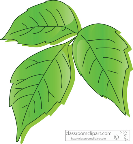 poison_ivy_leaf.jpg