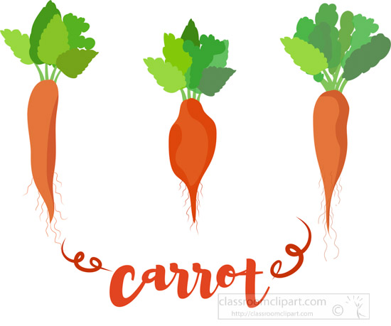 three-different-types-of-carrots-including-word-carrot-4.jpg