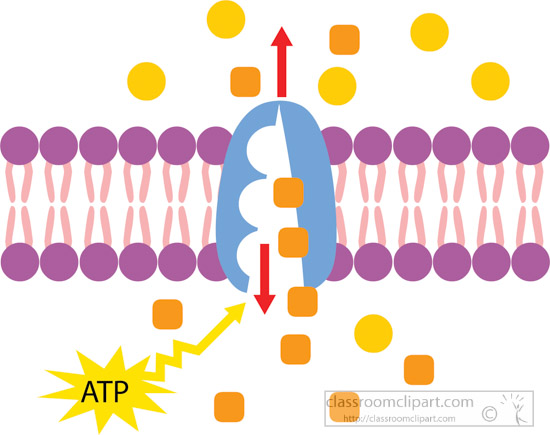active-transport-of-molecules-across-cell-membrane-clipart.jpg