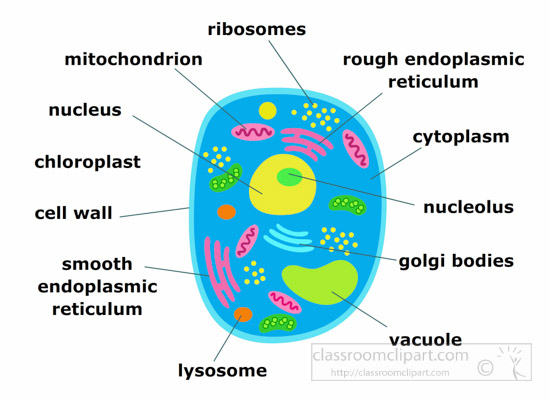 animal-cell-structure-clipart-illustration-6818.jpg