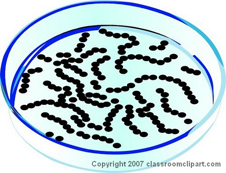 bacteria_streptococcus.jpg