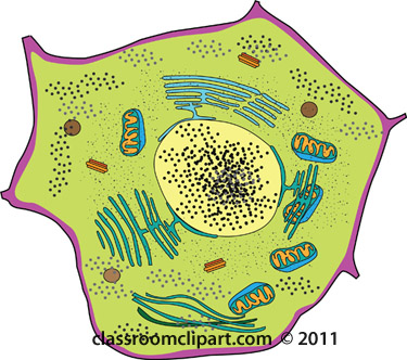 cell-animal-nucleus-golgi-body.jpg