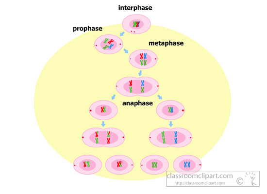cell-division-phases-interphase-prophase-metaphase-anaphase.jpg