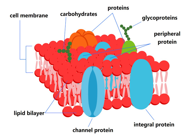 cross-section-of-a-cell-membrane-clipart.jpg
