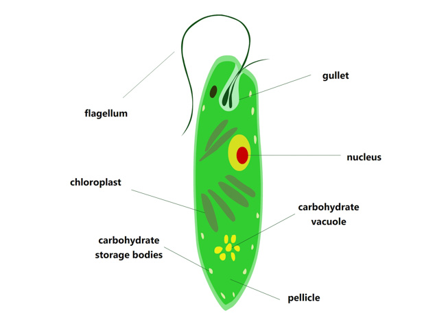 euglenophytes-clipart.jpg