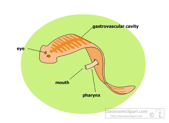 flatworm drawing label