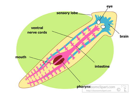 flat-worm-internal-diagram.jpg