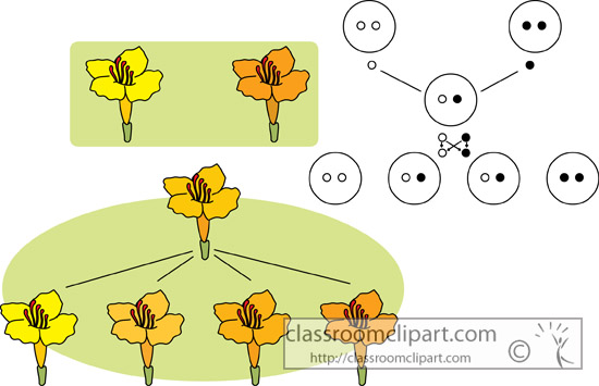 genetics_mendelian_diagram.jpg