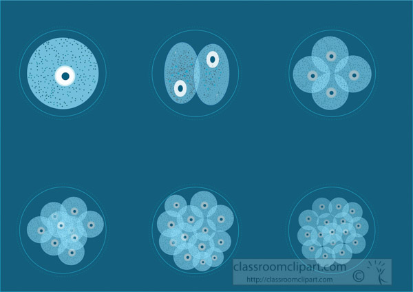 illustration-of-phases-of-cell-division.jpg