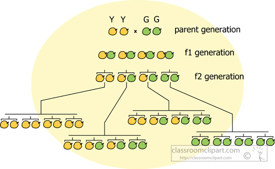 mendelian-genetics-diagram.jpg