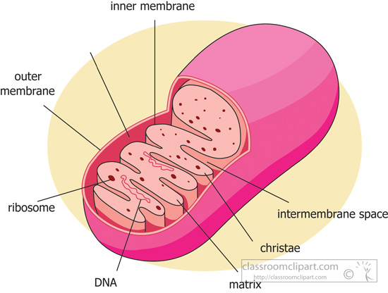 mitochondria-diagram-labeled.jpg