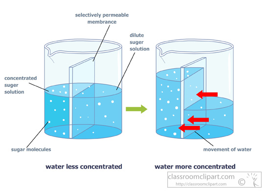 osmosis-diagram-semi-permeable-membrane.jpg