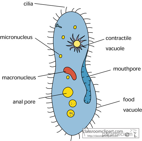 paramecium_biology.jpg